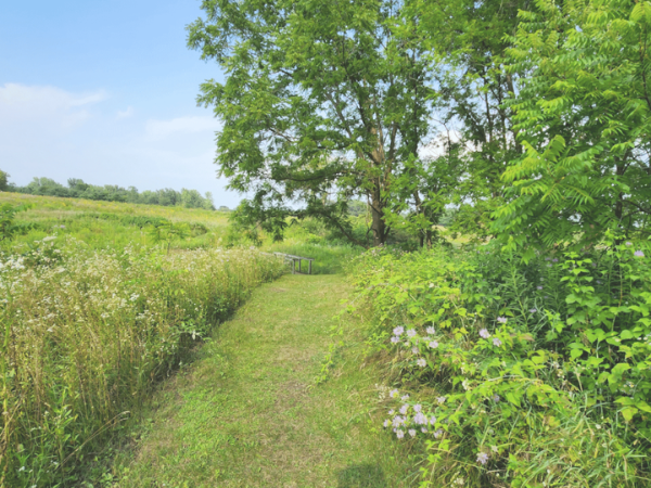 Sustainable landscapes A grass path through a green meadow with trees in the background